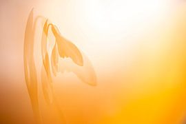 Schneeglöckchen Mehrfachbelichtung. von Melanie Brand Photography