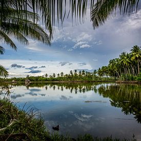 Palms paradise on earth, paradise of palmtrees on earth by Corrine Ponsen