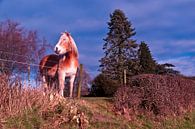 dromerig paard van Robert Stienstra thumbnail