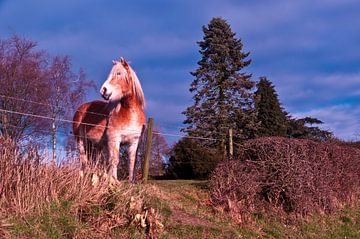 dromerig paard van Robert Stienstra