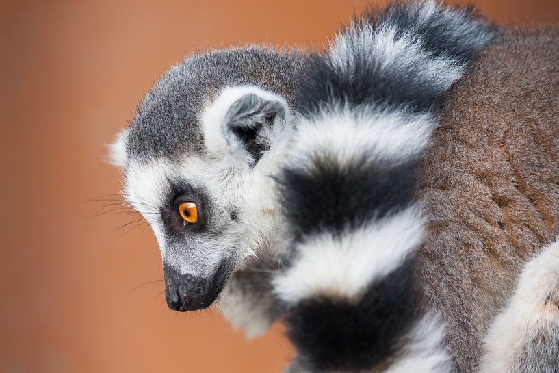 Lemur by Steve Van Hoyweghen
