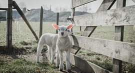 sheep by Daphne Jonkers