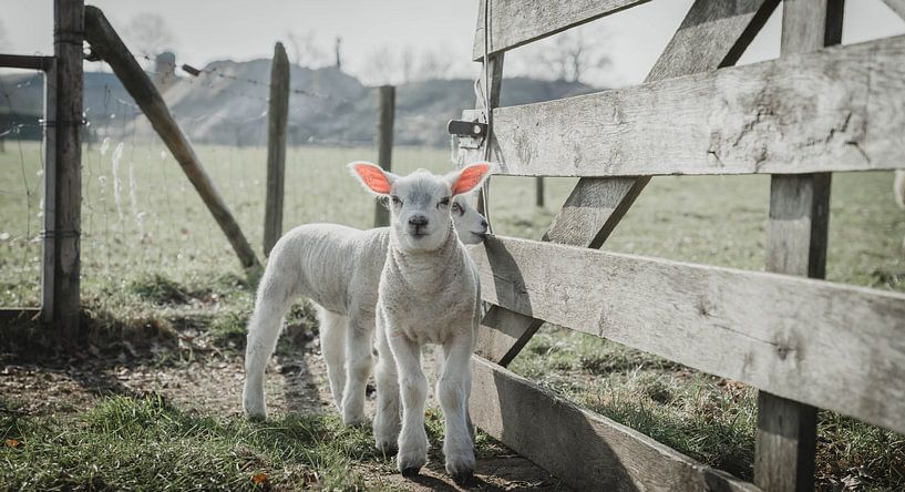 schaap van Daphne Jonkers