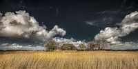 Landschap met boerderij ter hoogte van Holwerd in Friesland van Harrie Muis thumbnail