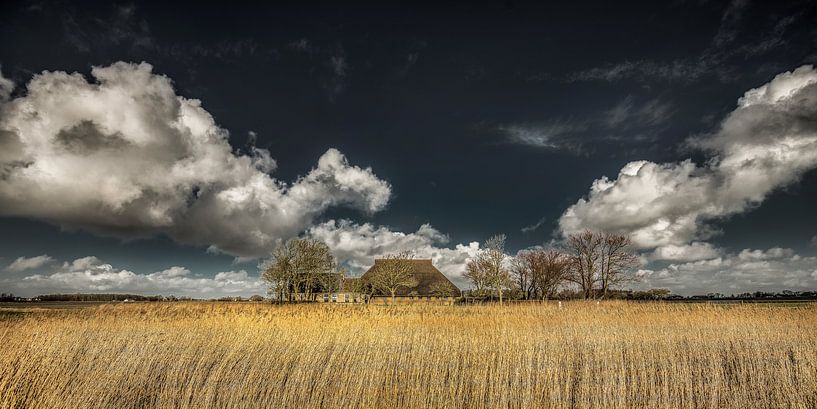 Landschap met boerderij ter hoogte van Holwerd in Friesland van Harrie Muis
