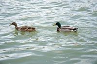  All the ducks are swimming in the water