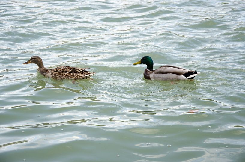 Alle Enten schwimmen im Wasser von Ron van der Meer