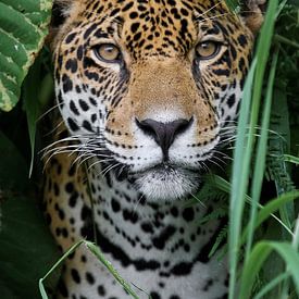 Jaguar im Amazonas Regenwald von Adalbert Dragon Dragon