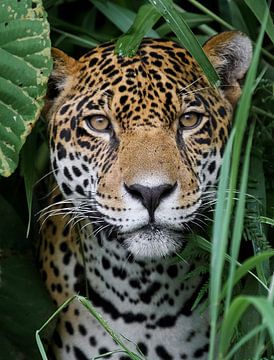 Jaguar im Amazonas Regenwald von Adalbert Dragon Dragon
