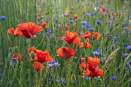 Spring flowers in the evening light by Kimfaesdesign
