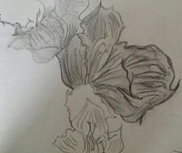 Orchid