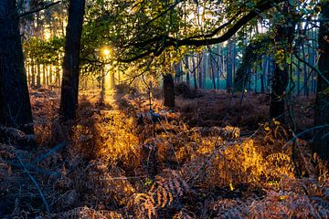 Winteravond in het bos van Jan Van Bizar