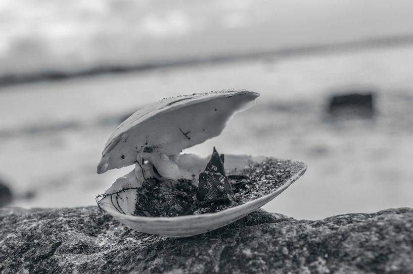 Open Shell by Melvin Fotografie
