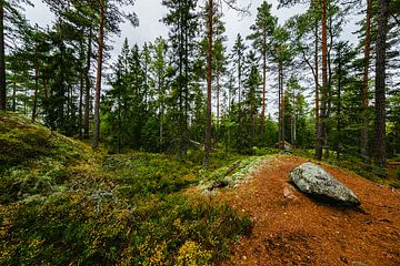 Forêt suédoise avec mousse et rochers sur Martijn Smeets