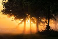 Zonnestraal Door Bomen