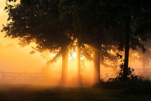 Sunbeam Through Trees With Myst