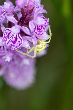 Krab spin op orchidee van Marjolein Fortuin