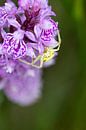 Krab spin op orchidee van Marjolein Fortuin thumbnail