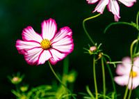 Cosmea