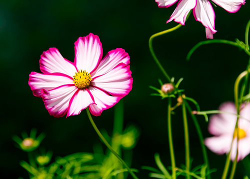Cosmea
