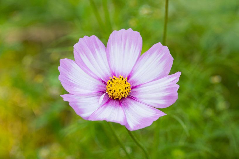 Cosmea lilas avec blanc par Ivonne Fuhren- van de Kerkhof