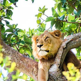 Male lion between leaves: QENP, Uganda by The Book of Wandering