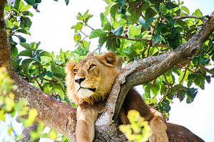 Lion mâle entre des feuilles : QENP, Ouganda
