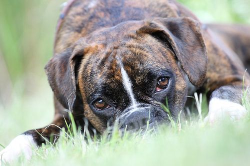Deutscher Boxer im Gras