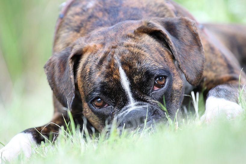 Deutscher Boxer im Gras von Jana Behr