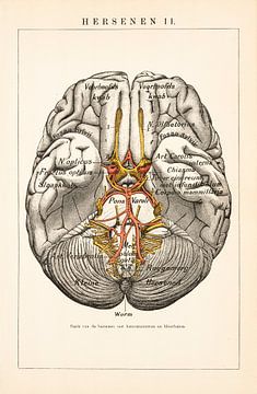 Anatomie. Hersenen II van Studio Wunderkammer