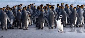 PhotoBomb! (Panorama) van Claudia van Zanten