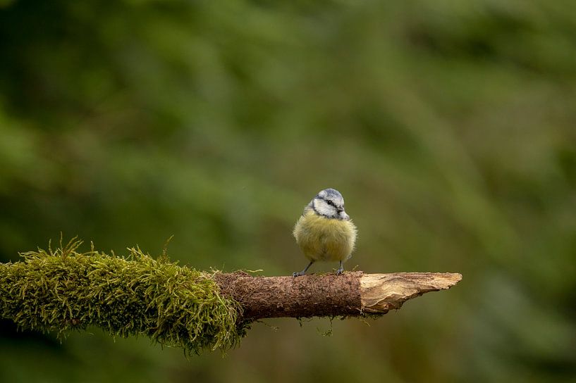 Blue Tit by Tanja van Beuningen