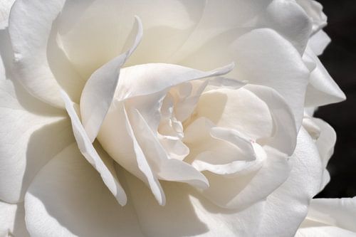 Close up of white rose with black background