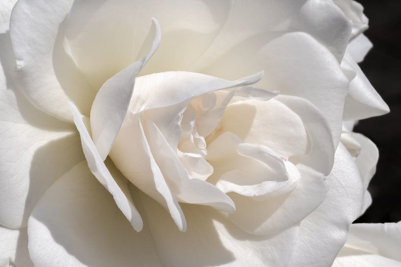 Close up of white rose with black background by Dennis Carette