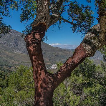 Doorkijk aan de zuidflanken van de Sierrra Nevada, Spanje. van Harrie Muis