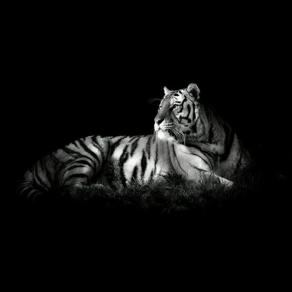 Tiger II by Yoga Pranata