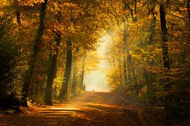 Old Masters by Rigo Meens