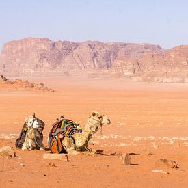 Twee kamelen in de Wadi Rum woestijn in Jordanië van Reis Genie