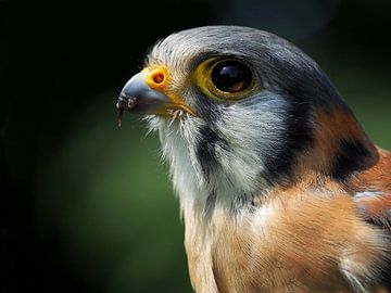 Crécerelle américaine sur Loek Lobel