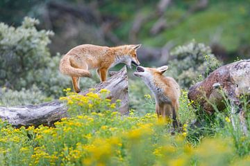 red foxes by Pim Leijen