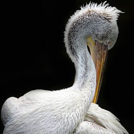 Pelikan von Liscia Beenhakker