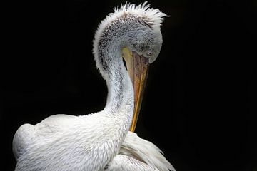 Pelican by Liscia Beenhakker