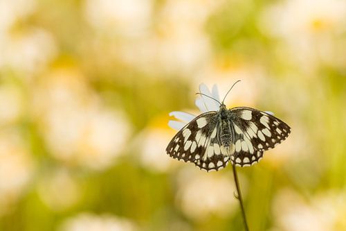 Damier sur fond de marguerites