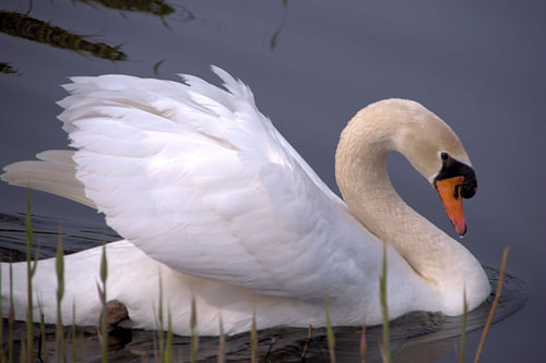 Zwaan