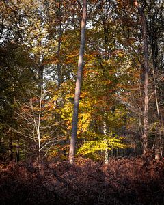 Heure dorée Liesbos Breda Automne
