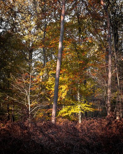 Gouden uur Liesbos Breda Herfst