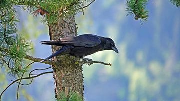 un corbeau est assis sur un pin de pierre suisse sur chamois huntress