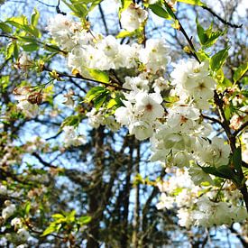 Frühlingsblüte im Wald von M de Vos