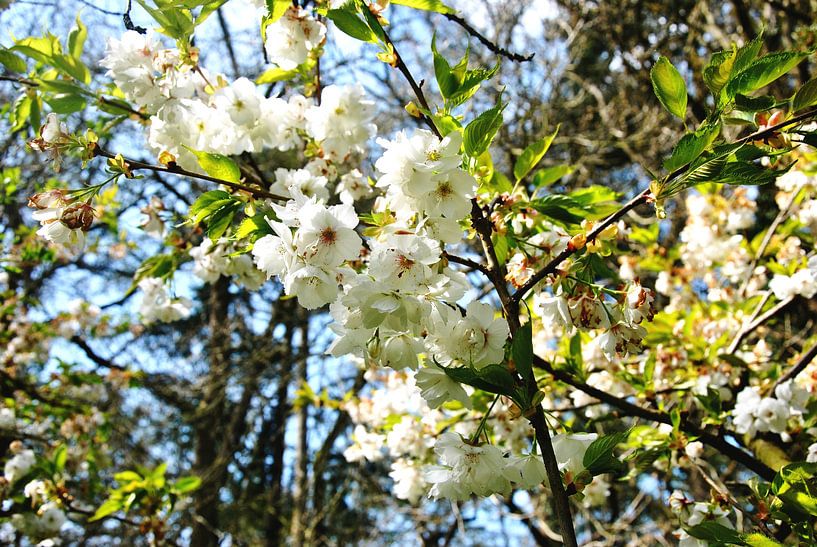 Lentebloesem in het bos van M de Vos