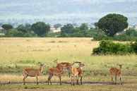 Uganda grass antelope (Kobus thomasi), National Parks of Uganda by Alexander Ludwig thumbnail